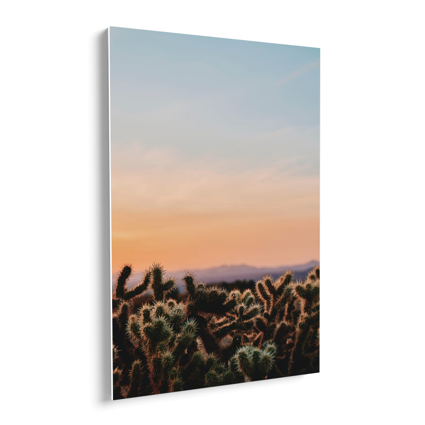 Cactáceas al Atardecer