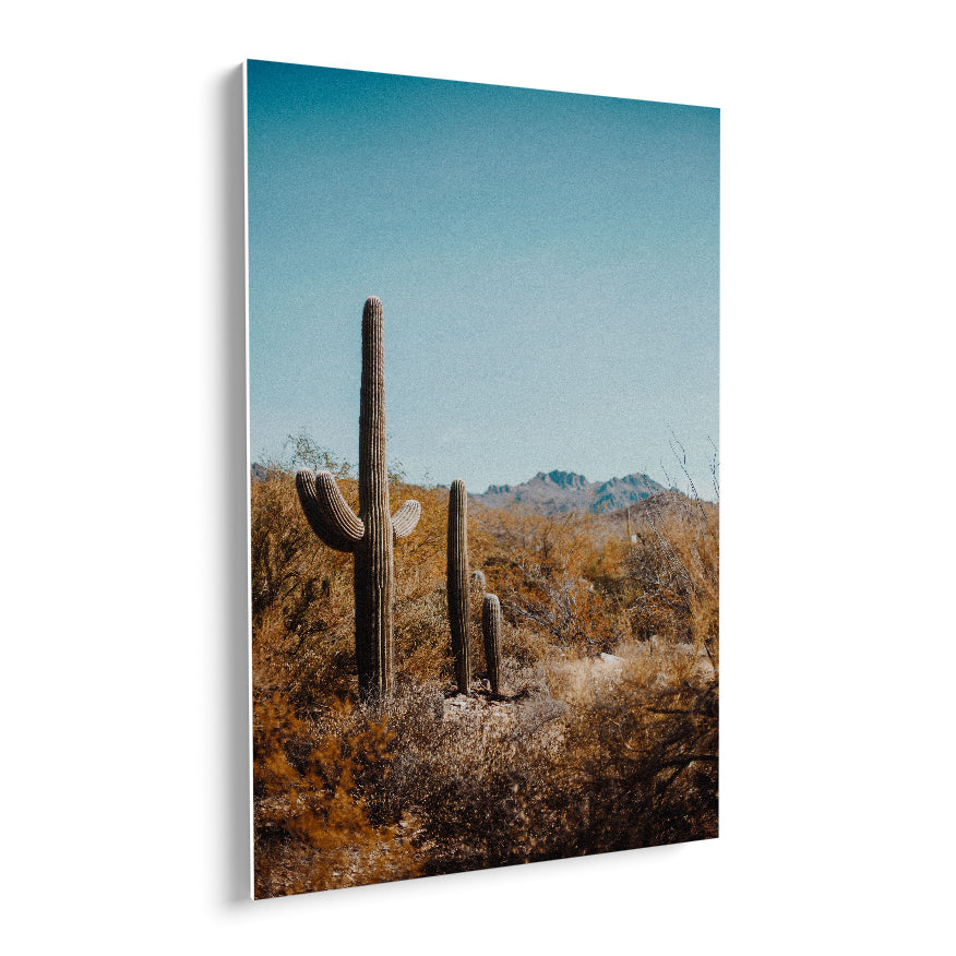 Saguaro