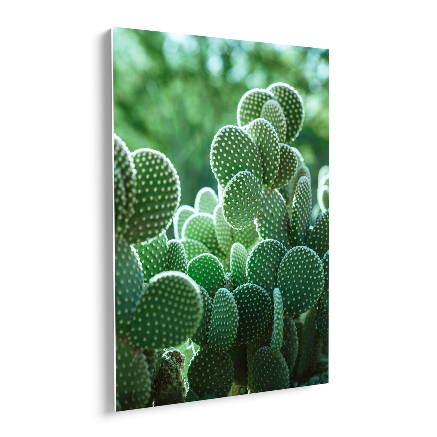 Nopales de Espina Blanca