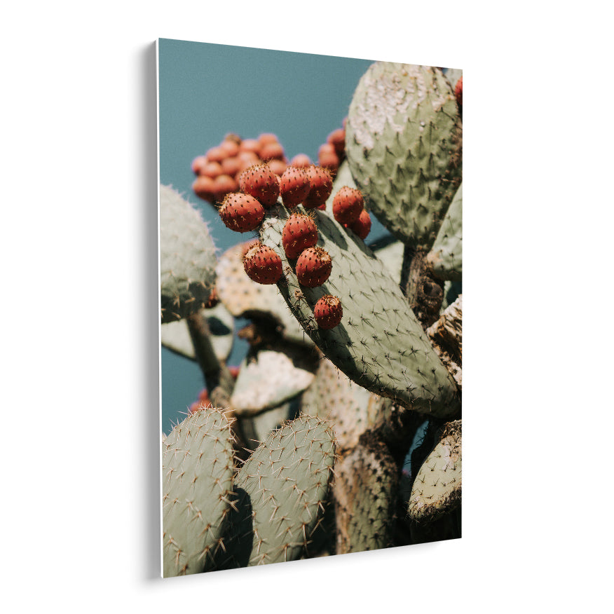 Nopales y su Fruto
