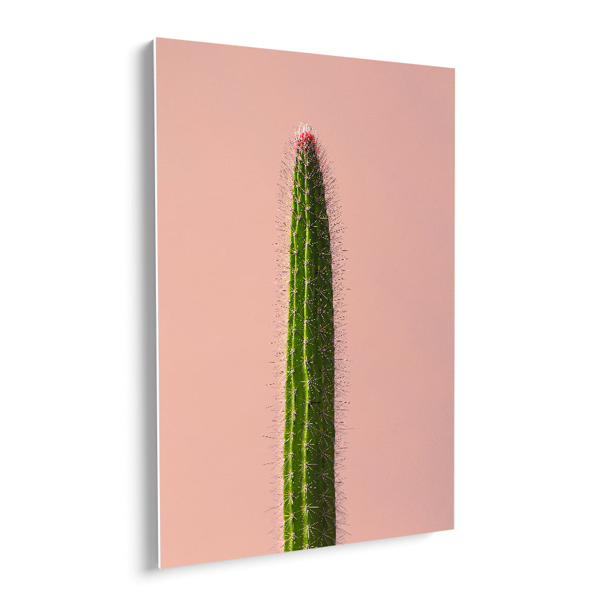 Cereus de Espina Larga