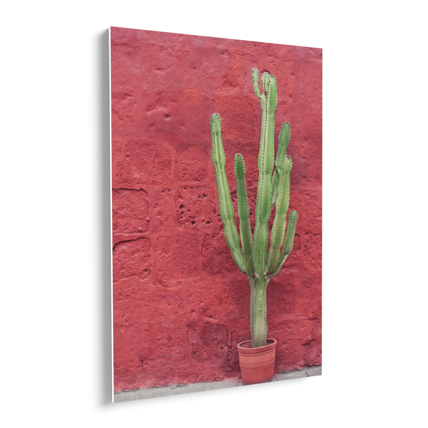 Cereus