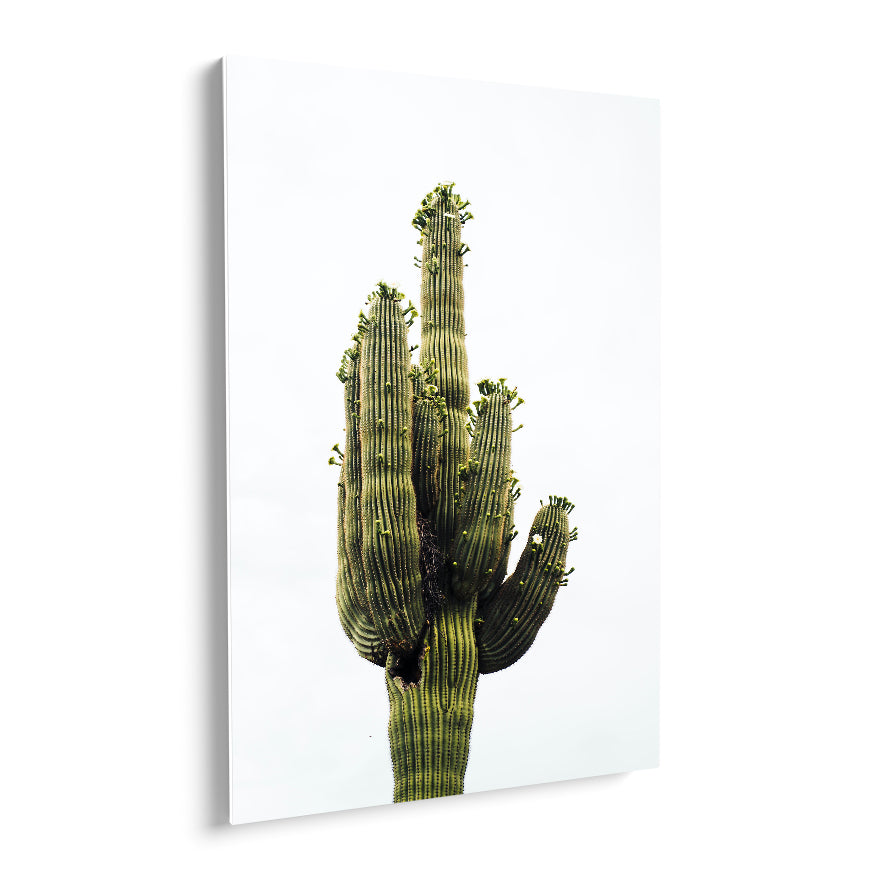 Saguaro