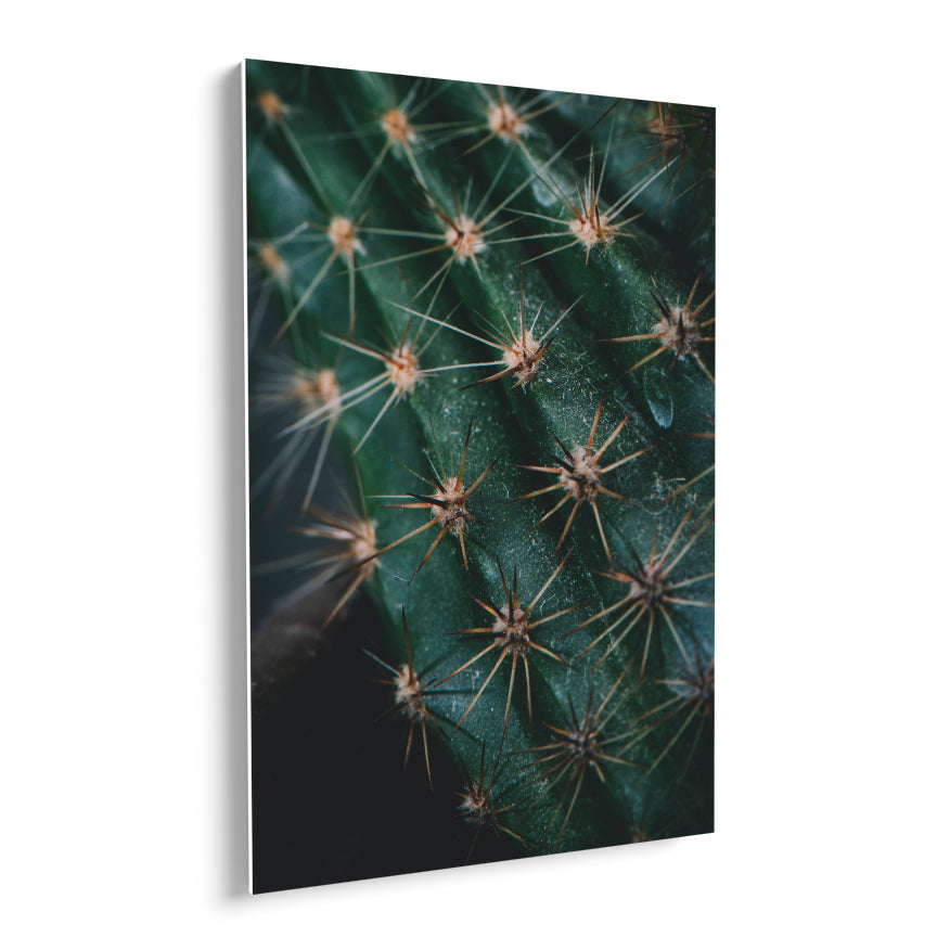 Espinas de Cactus