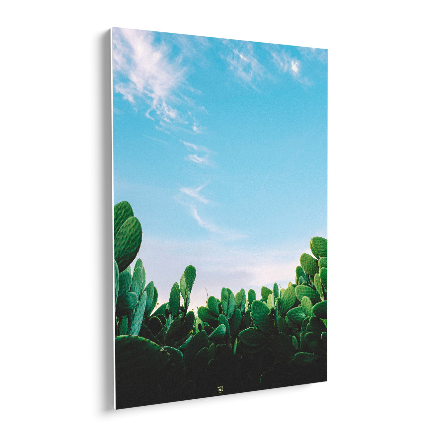 Nopales en el Desierto