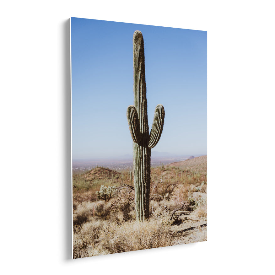 Saguaro