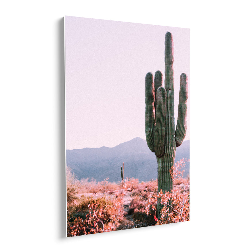 Saguaro