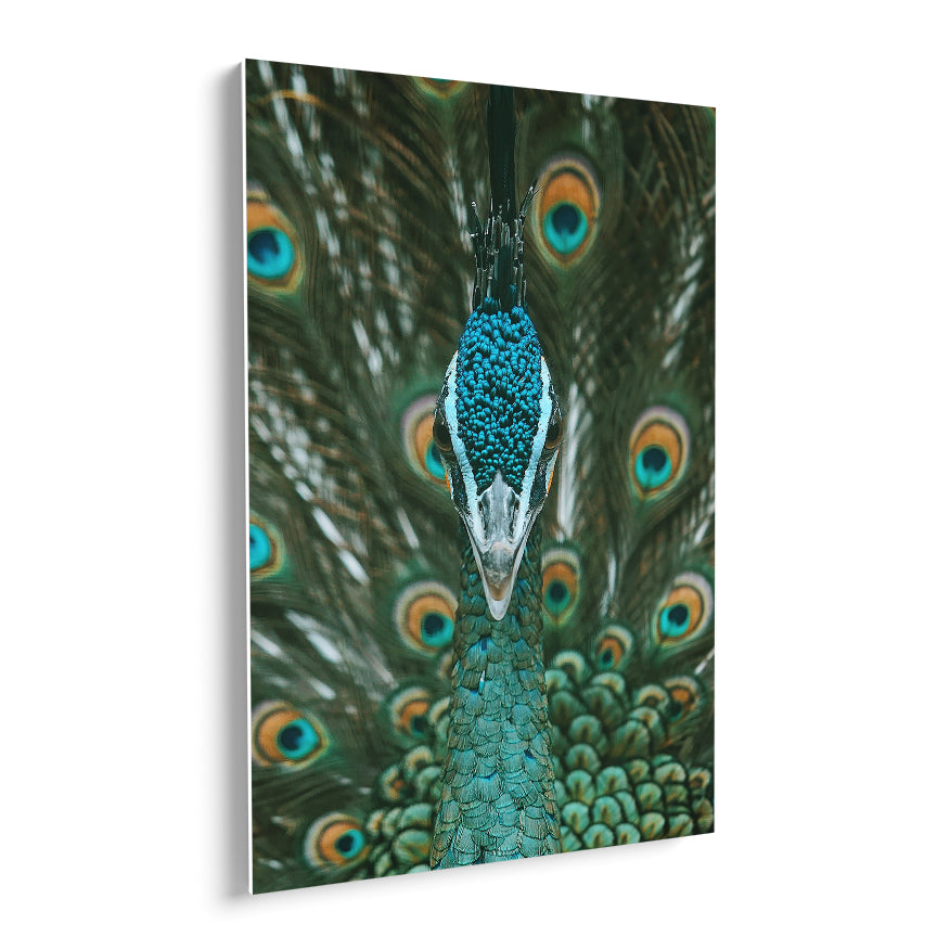 Pavo Real Cuelliverde