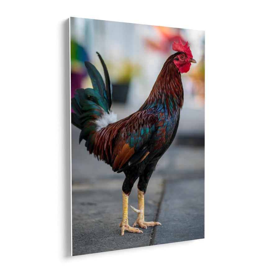 Gallo