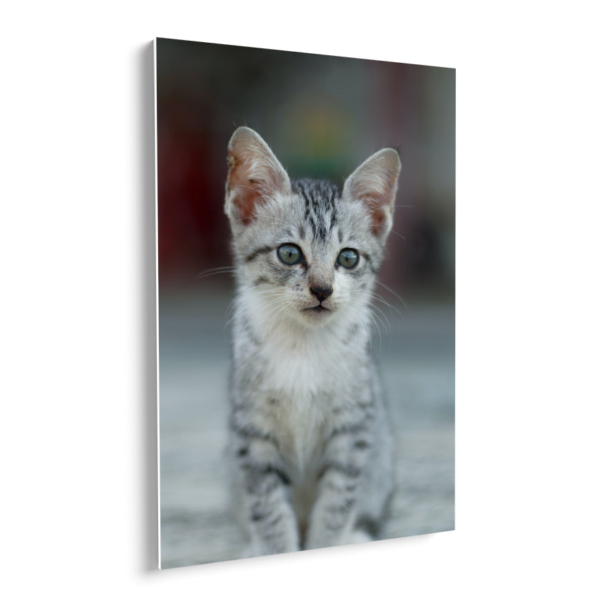 Cria de Gato