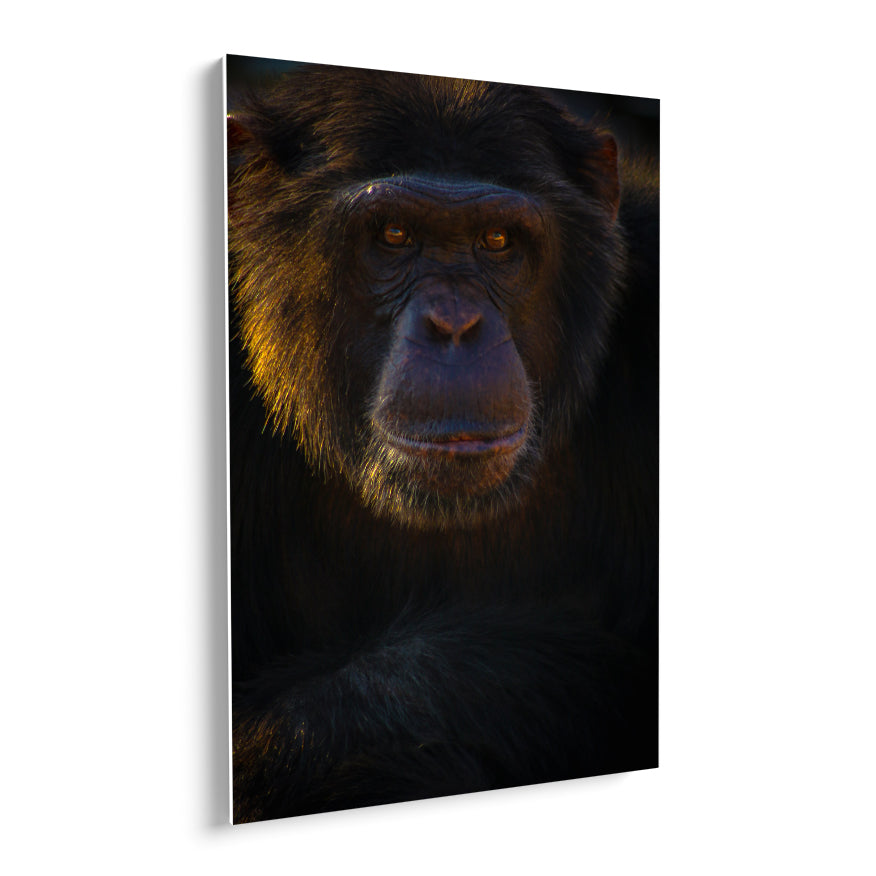 Chimpancé