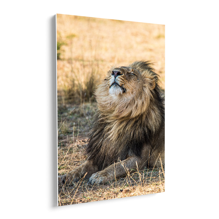 El León y el Viento