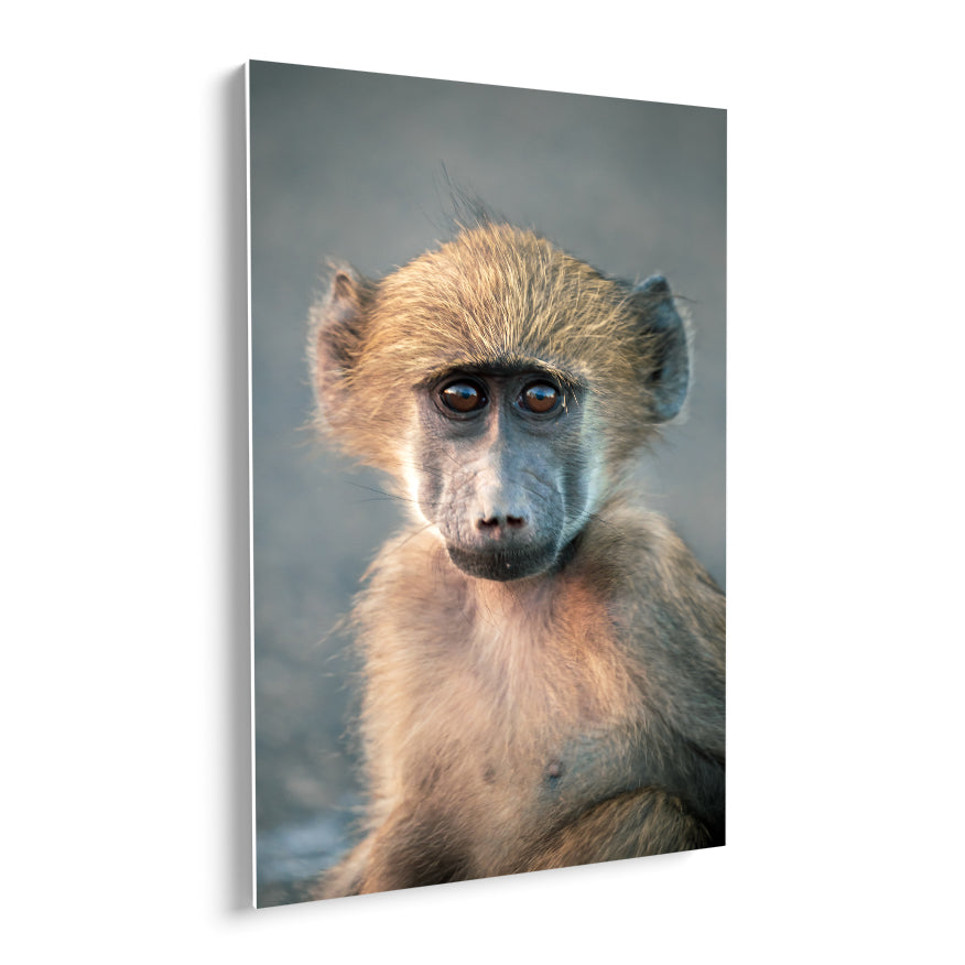 Macaco