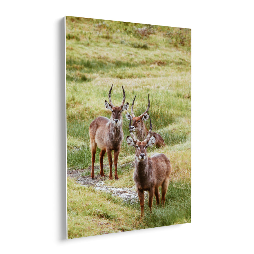 Machos Waterbuck
