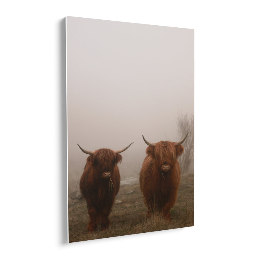 Vaca de las Tierras Altas