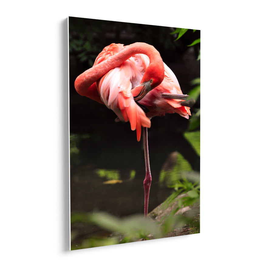 Flamenco Rosa
