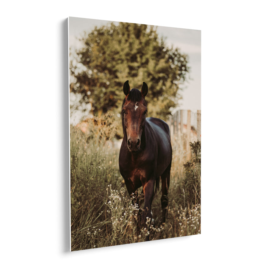 Caballo