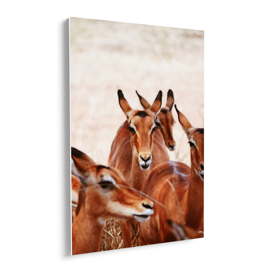 Impala Hembras