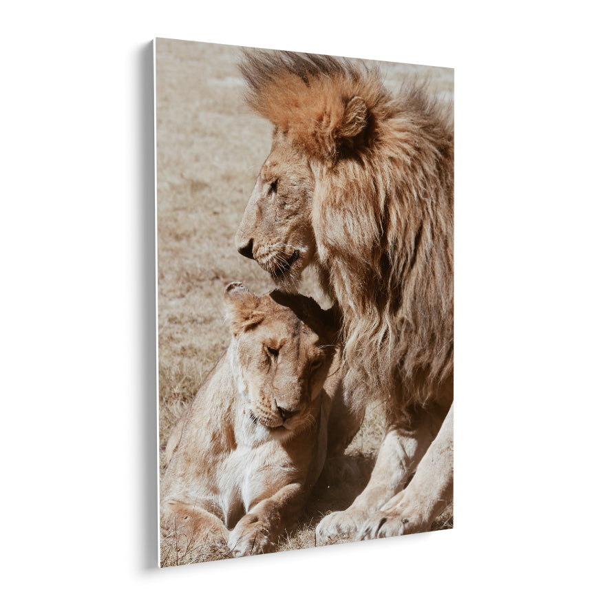 Pareja de Leones