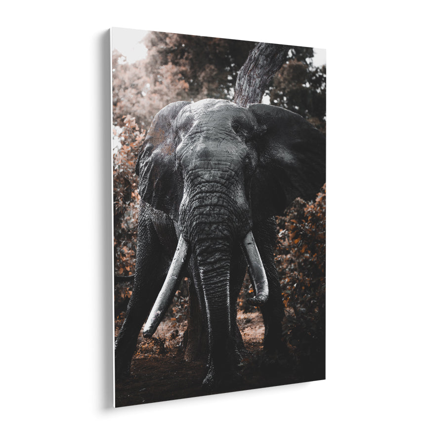 Elefante