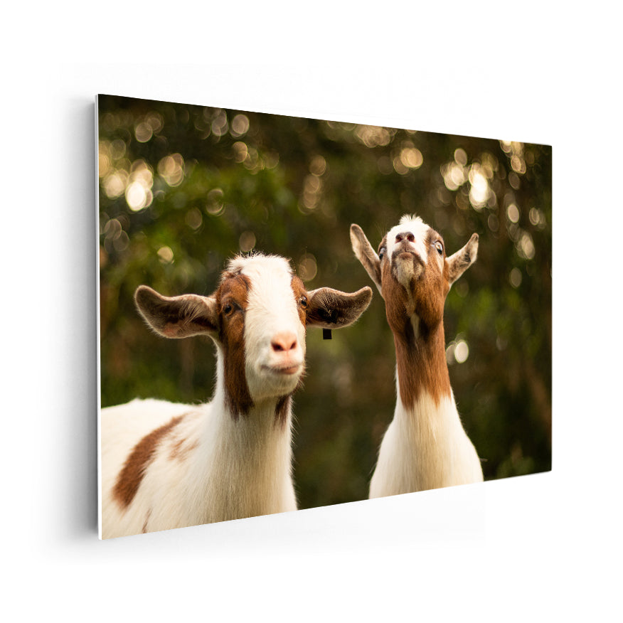 Cabras