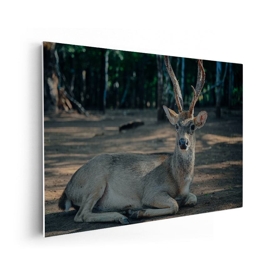 Venado Descansando