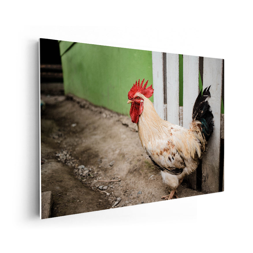 Gallo