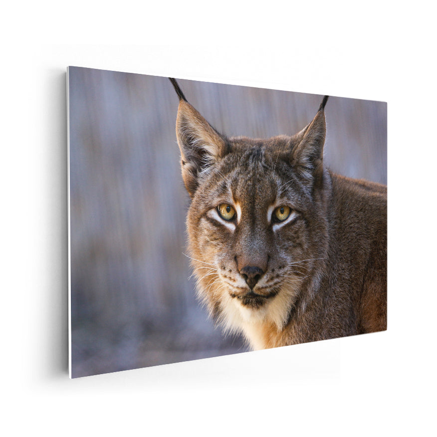 Lince