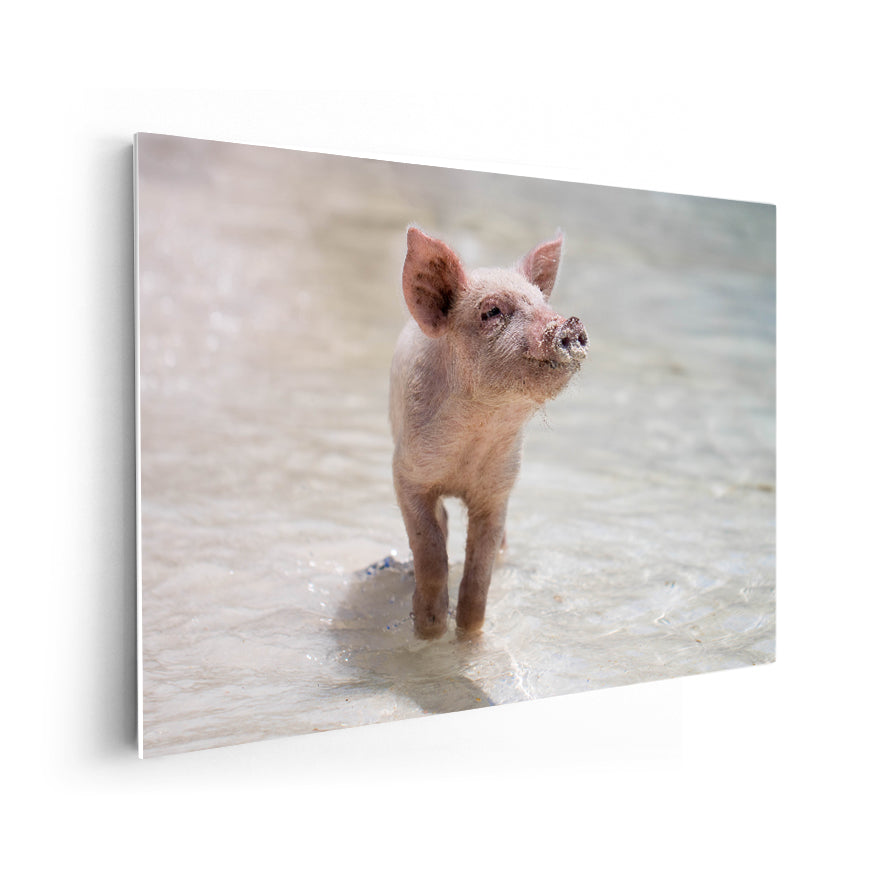 Cerdo en la Playa