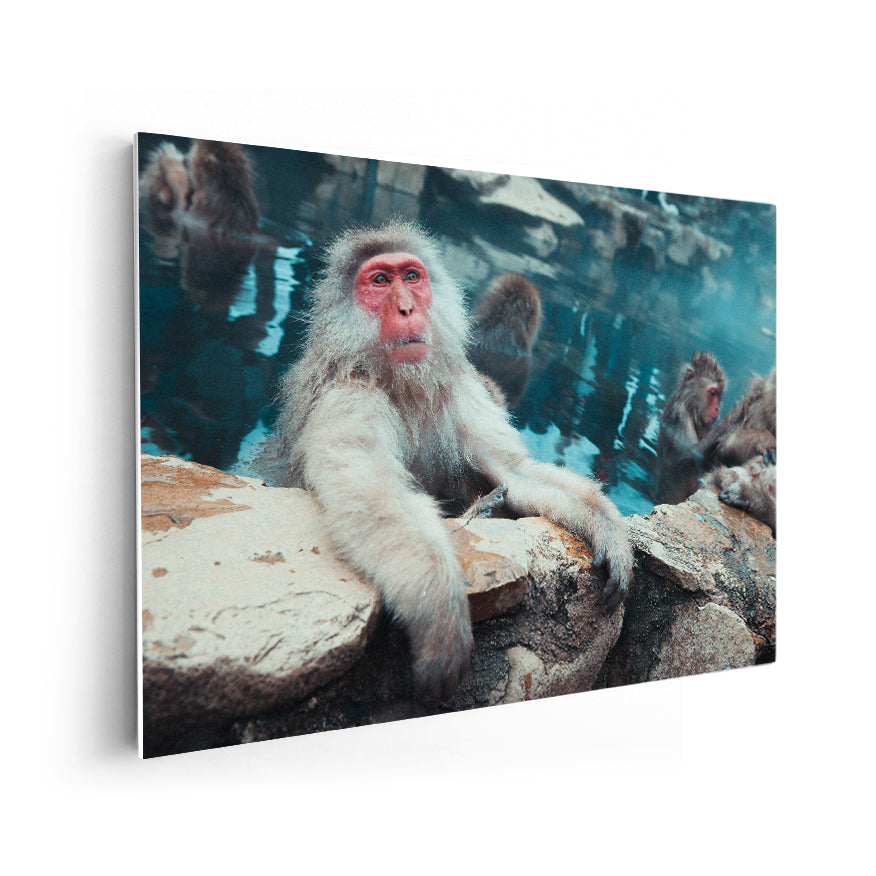 Macaco de Cara Roja