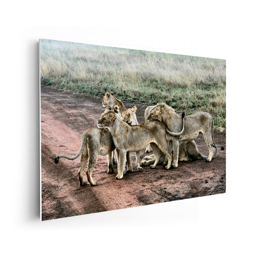 Manada Leones Jóvenes
