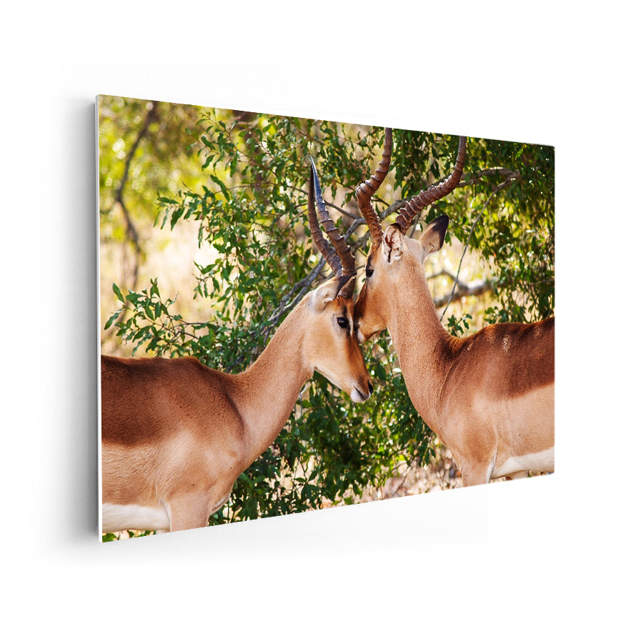 Impala