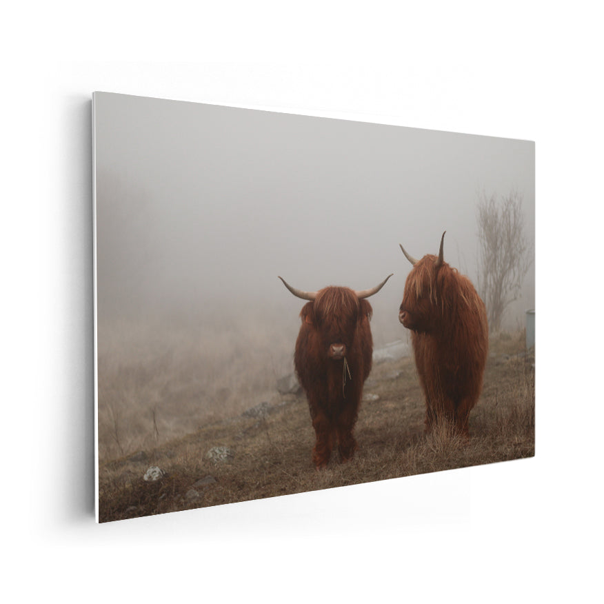 Yak en la Niebla