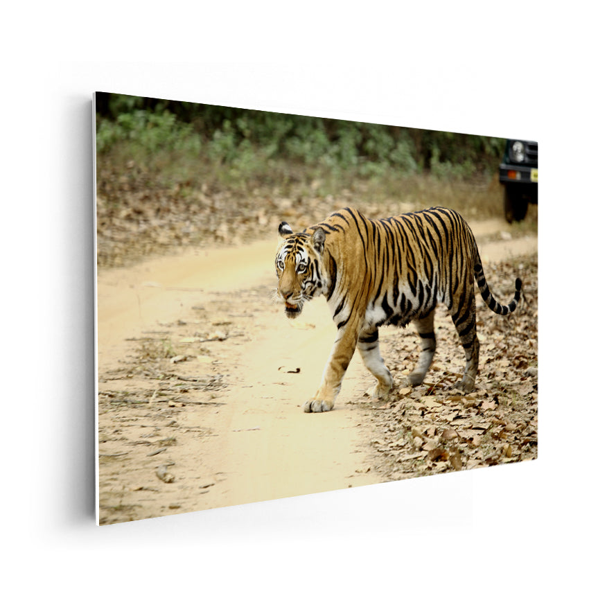 Tigre