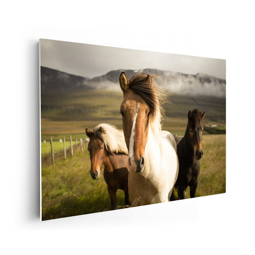 Caballos