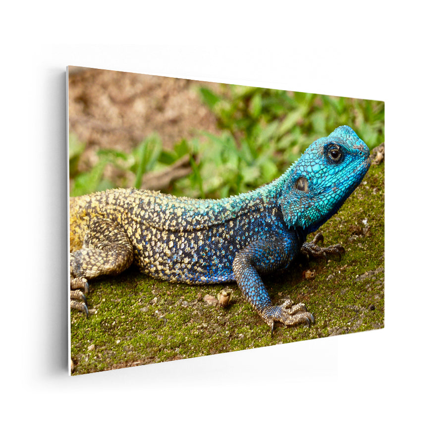 Agama de Cabeza Azul