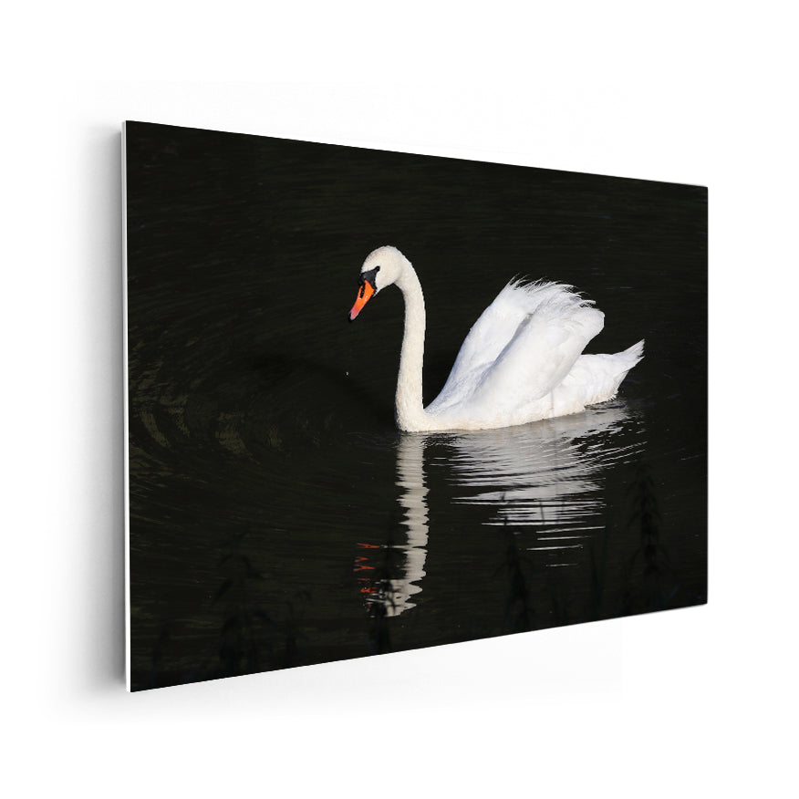 Cisne Vulgar