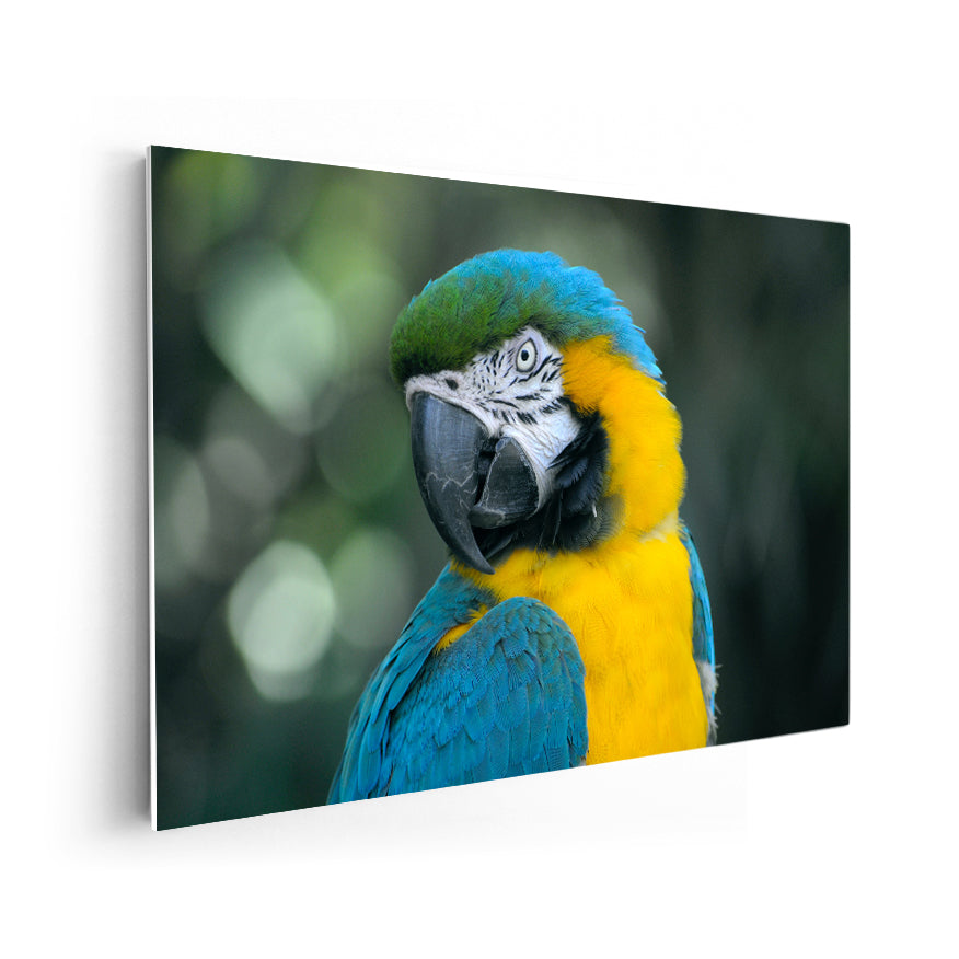 Guacamayo Amarillo Azulado
