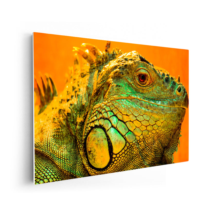 Iguana