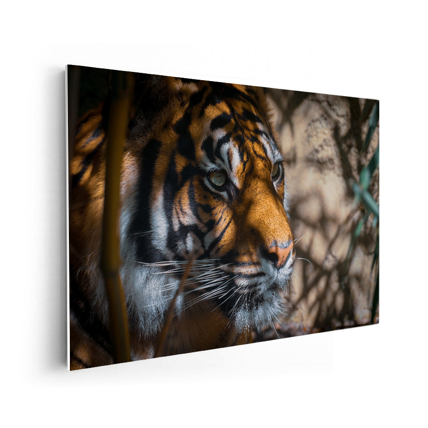Tigre Asechante
