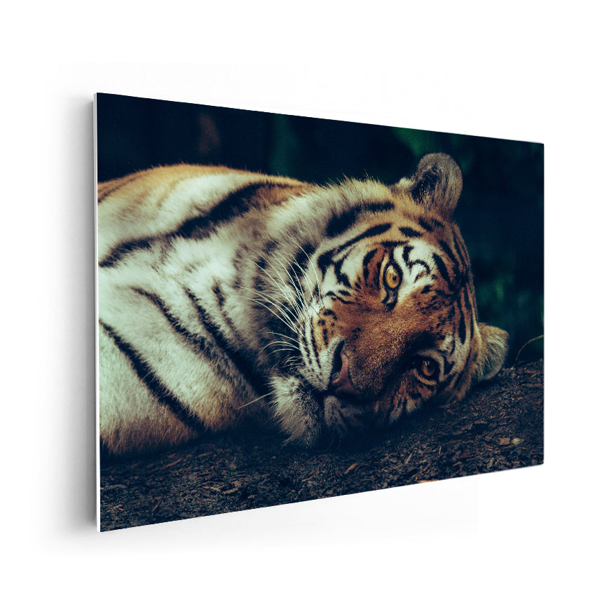 Tigre