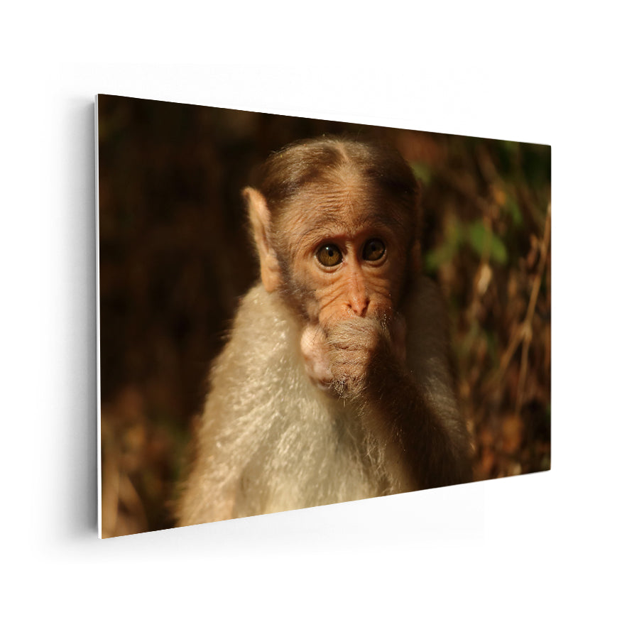Macaco Coronado