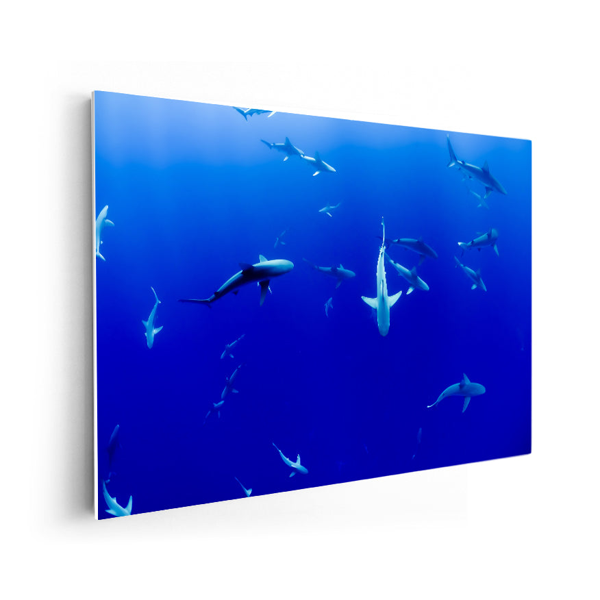Tiburones