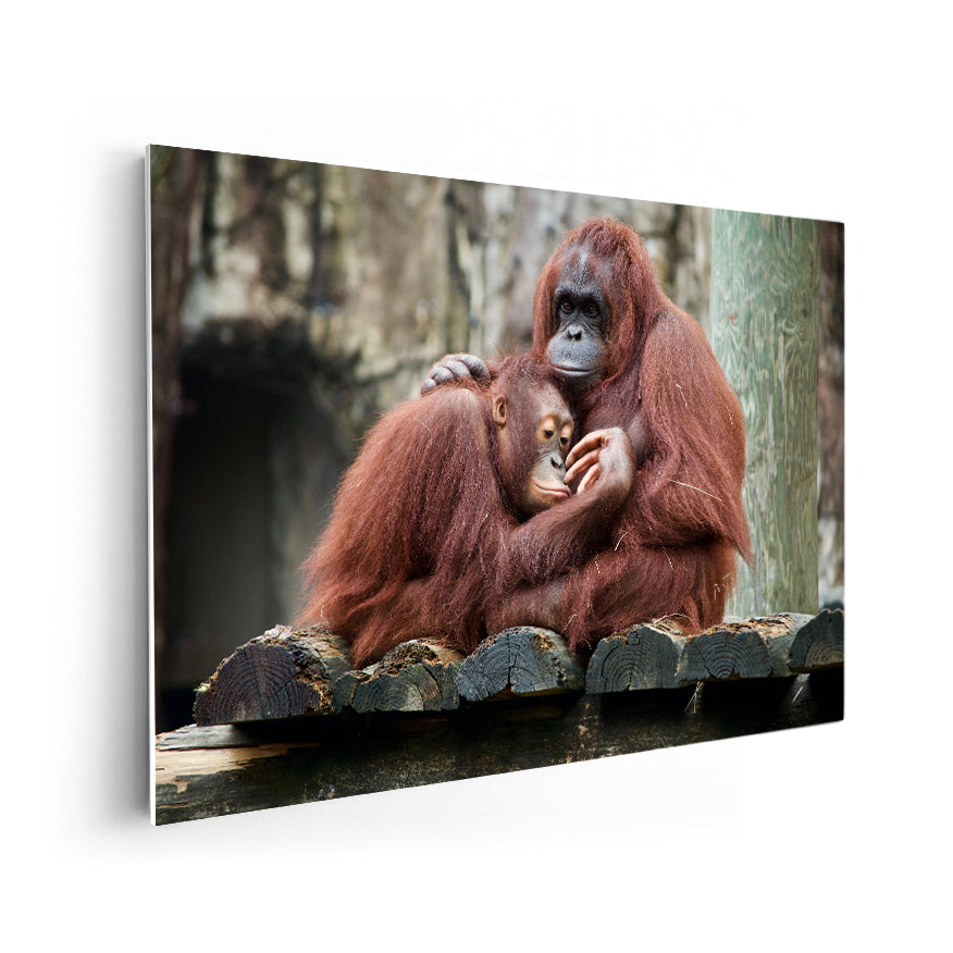 Orangután