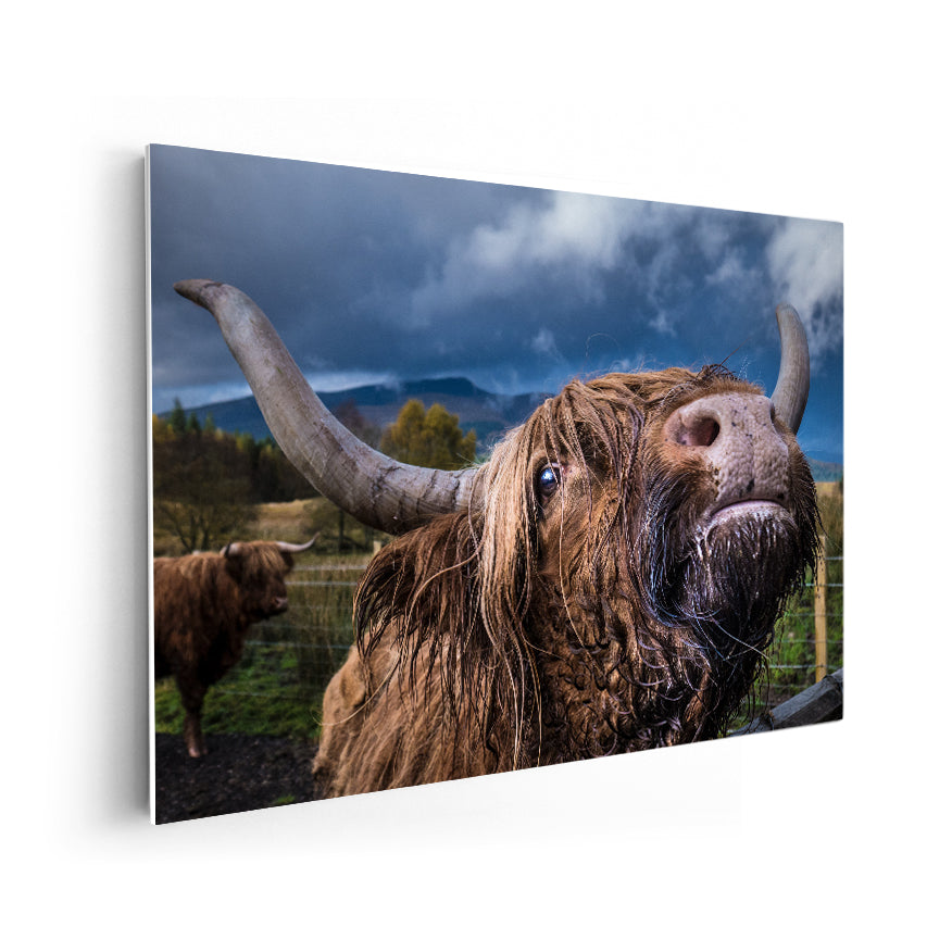 Yak