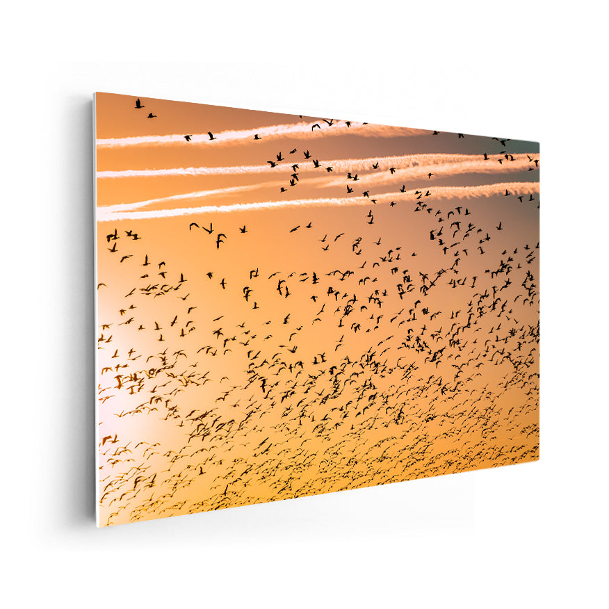 Volando al Atardecer