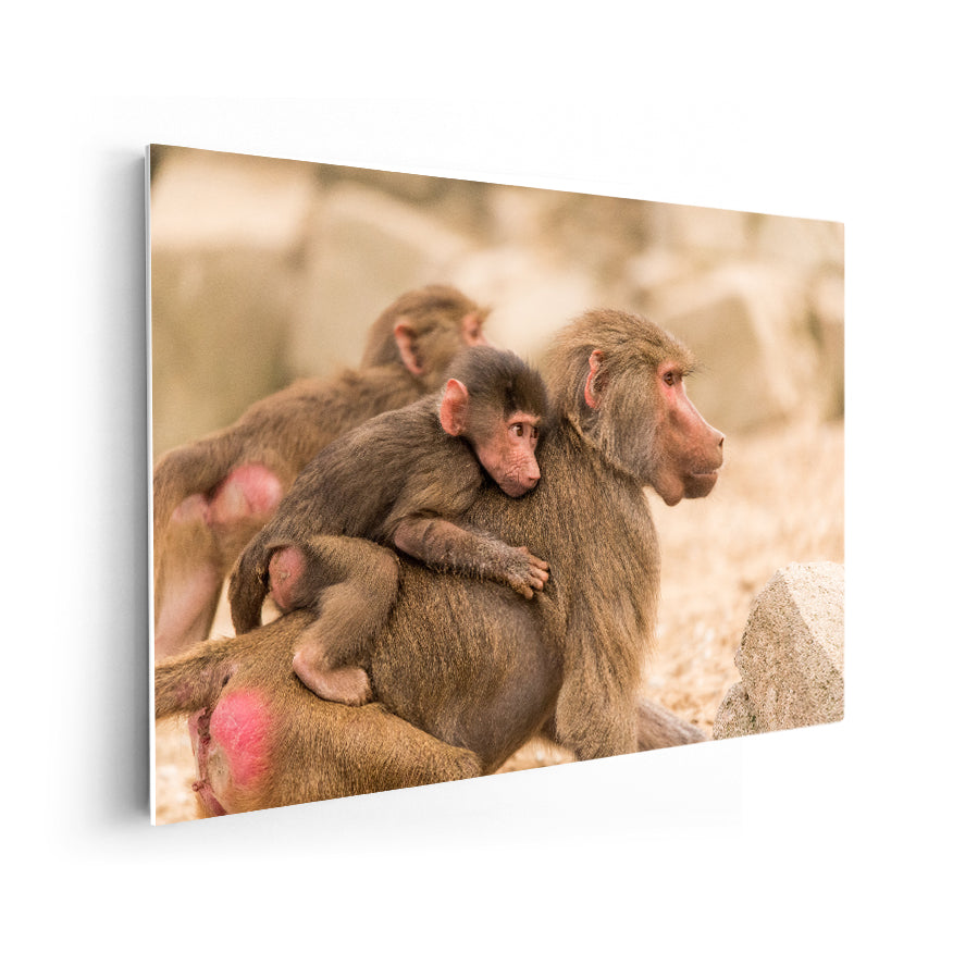 Macaco Rhesus