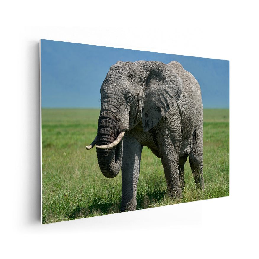 Elefante