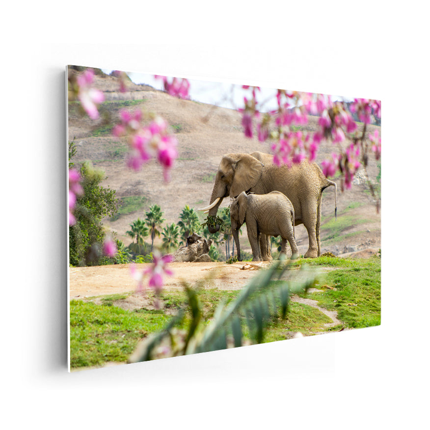 Elefante  y Cría