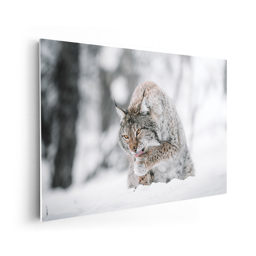 Lince Canadiense